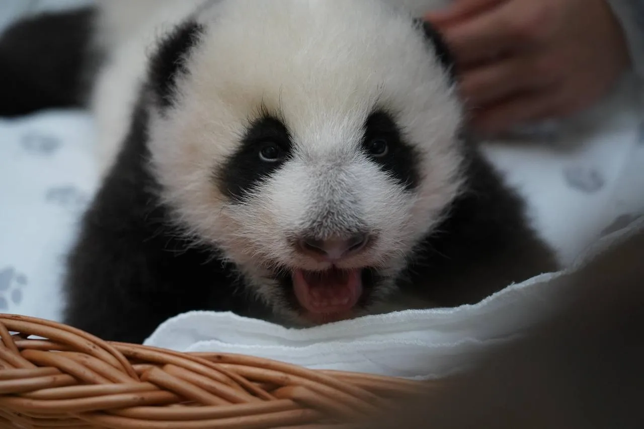 Panda Vibes & Chinatown Flavours Panda Vibes & Chinatown Flavours