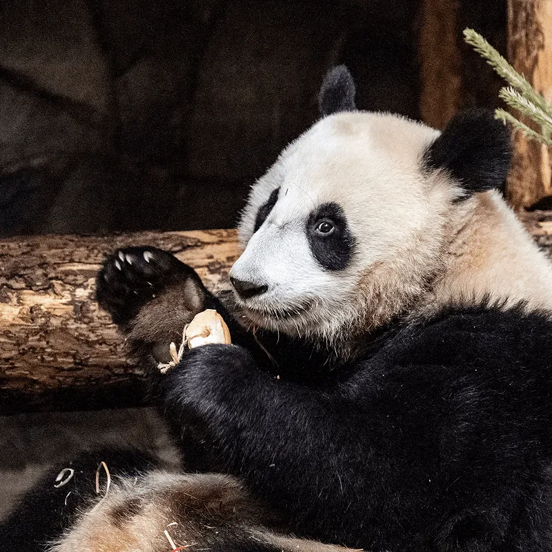 Panda in Moscow Zoo