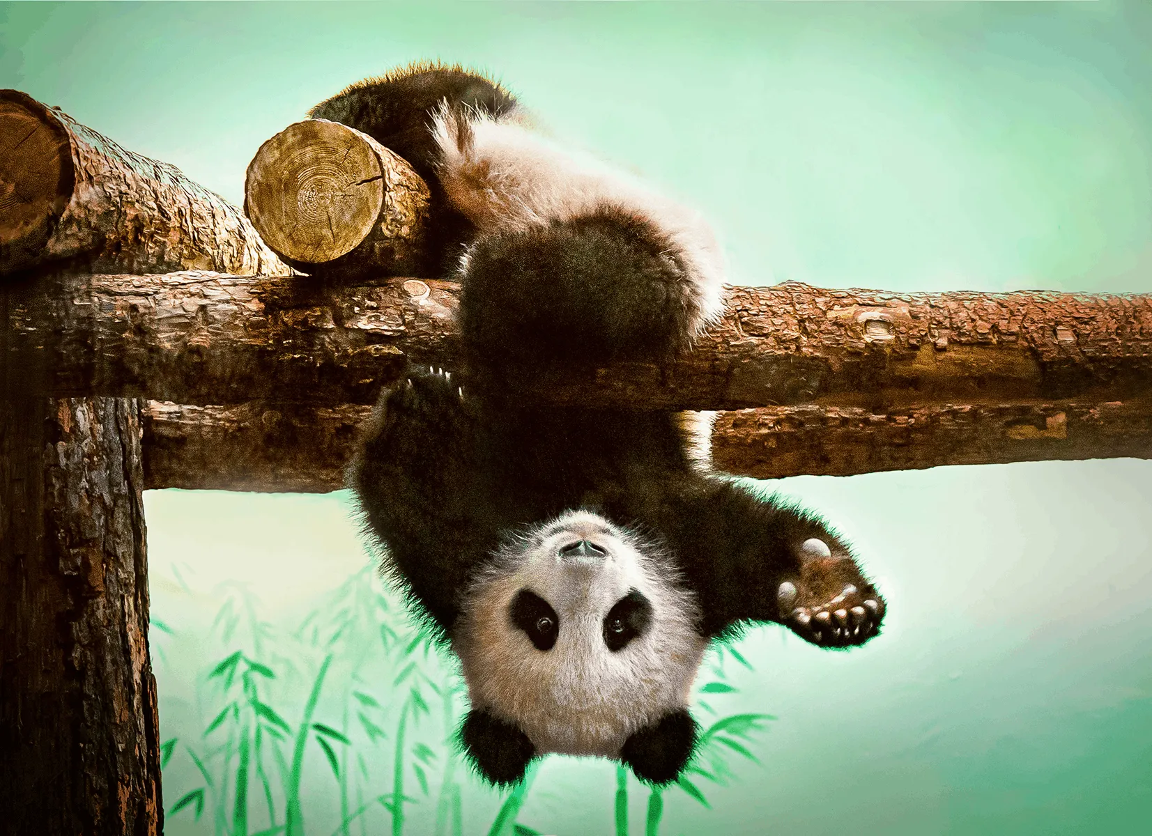 Panda in Moscow Zoo